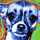 chihuahua art