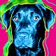 chocolate lab