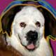saint bernard