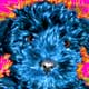 schnoodle