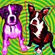 boxer boston terrier