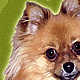pomeranian art