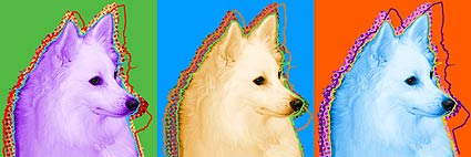 american eskimo picture