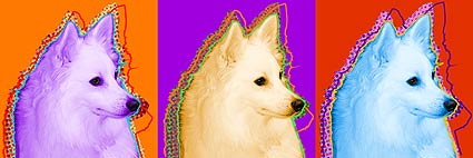 american eskimo picture