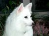 american eskimo pictures