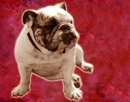 bulldog picture