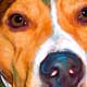 pit bull art