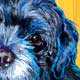 dog portrait