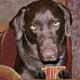 poker dogs
