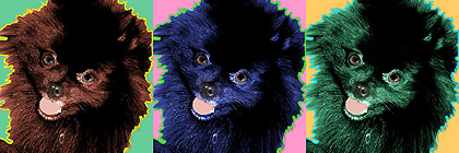 pomeranian art