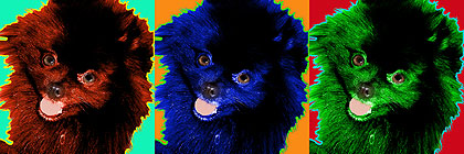 pomeranian art