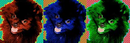 pomeranian art