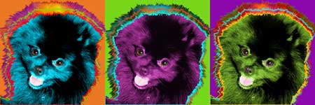 pomeranian art