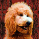 poodle art