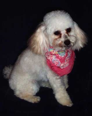 poodle picture