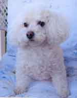 poodle picture