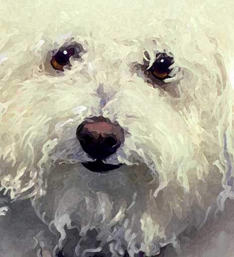 bichon frise art detail