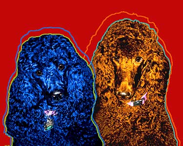 standard poodles
