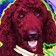 standard poodle