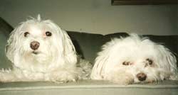 maltese picture
