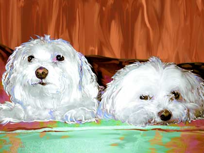 maltese dogs