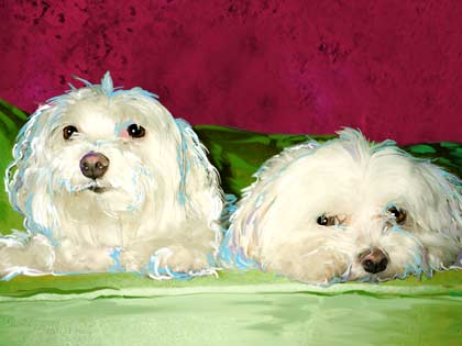 maltese dogs