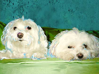 maltese dogs