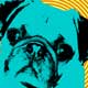 pop art pug