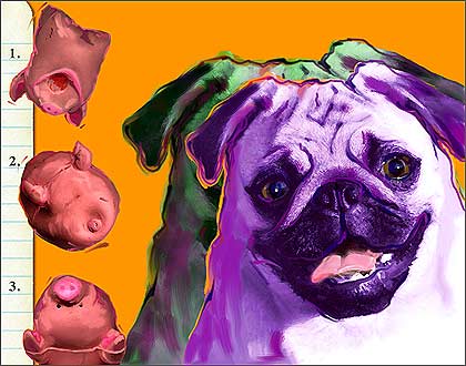 chinese pug art