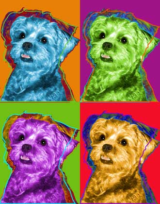 pug poodle mix