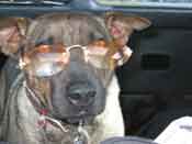 dog picture