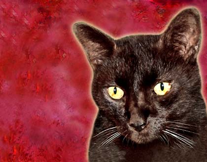 cat painting from photos