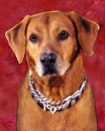 rhodesian ridgeback
