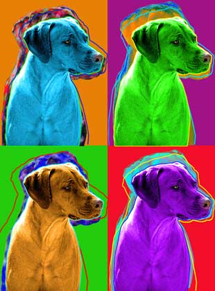 rhodesian ridgeback