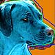 rhodesian ridgeback