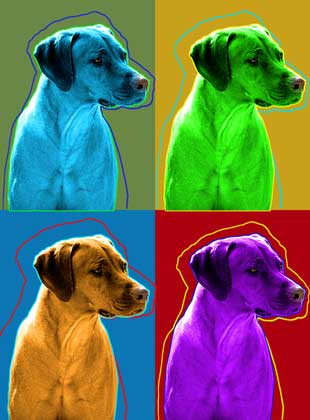 ridgeback dog