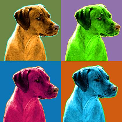 rhodesian ridgeback