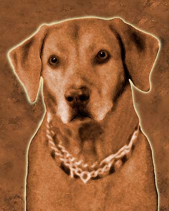 rhodesian ridgeback