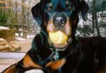 Rottweiler picture