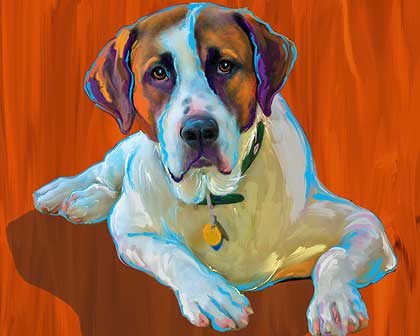 saint bernard mix