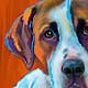 saint bernard