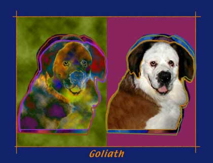 saint bernard