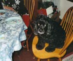 cocker spaniel picture