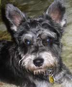 schnauzer photo