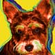 schnauzer 