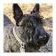 scottish terrier