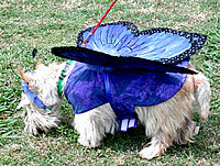 wheaton scottish terrier picture