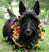 scottish terrier pictures