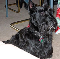 scottish terrier picture