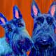 scottish terrier